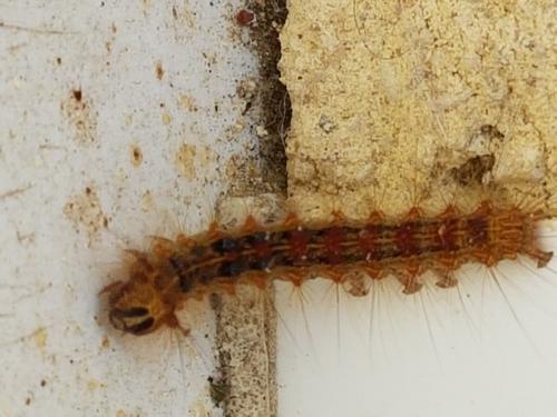Lymantria dispar