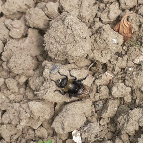 Merodon equestris