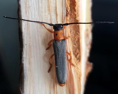 Réf. 257 425 : Oberea oculata