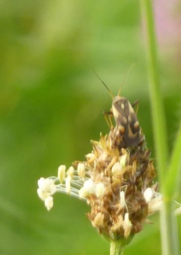 Polymerus unifasciatus