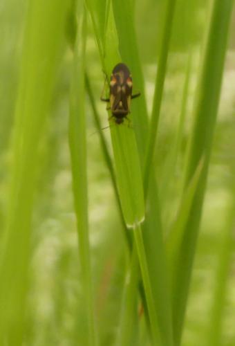 Réf. 257 438 : Polymerus unifasciatus
