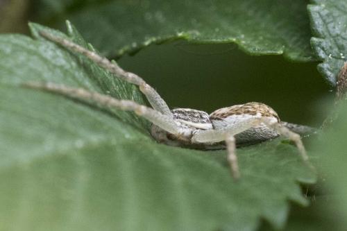 Philodromus dispar