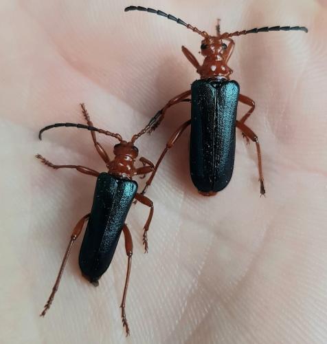 Rhamnusium bicolor