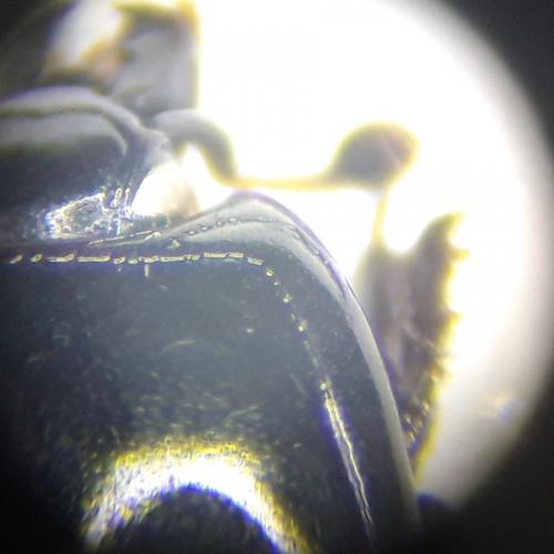 Hister bissexstriatus