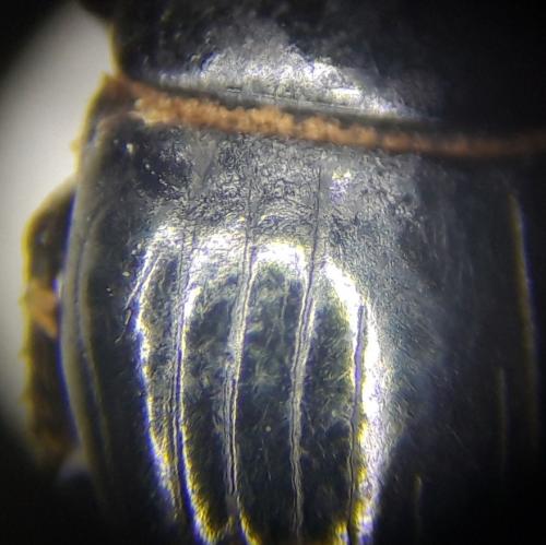 Margarinotus sp.