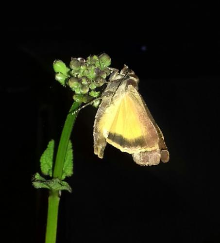 Noctua pronuba