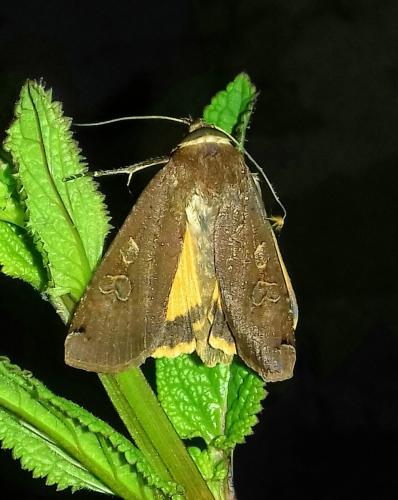 Noctua pronuba