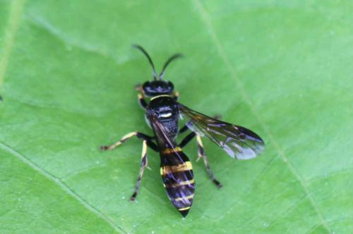 Gorytes sp.