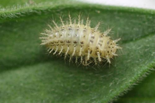 Réf. 257 761 : Subcoccinella vigintiquatuorpunctata