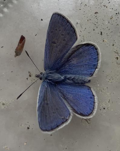 Polyommatus icarus