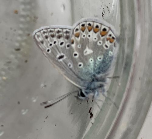 Polyommatus icarus