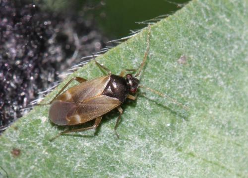 Plesiodema pinetella