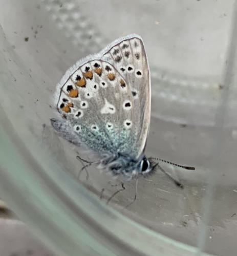 Polyommatus icarus