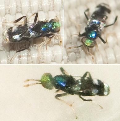 Habrolepis sp.
