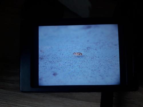 Réf. 257 654 : Graphopsocus cruciatus