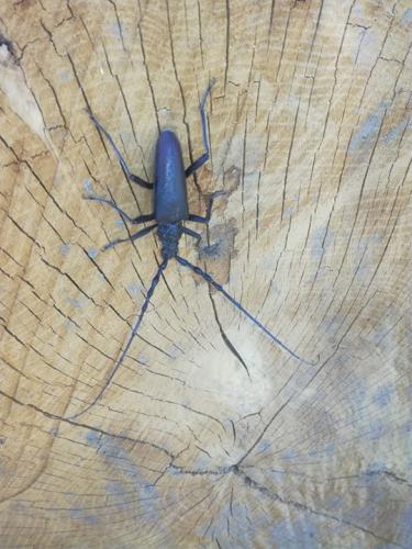 Cerambyx cerdo