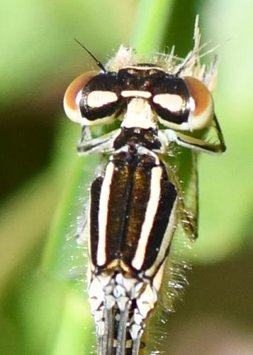 Coenagrion sp.