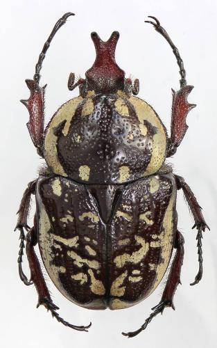 Hypselogenia corrosa scheini