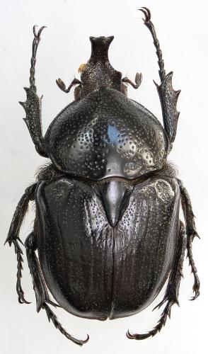 Hypselogenia geotrupina concava