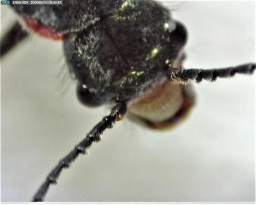 Malachius aeneus
