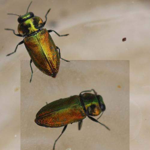 Réf. 257 314 : Anthaxia fulgurans