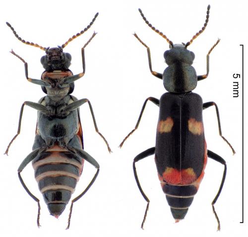 Réf. 257 759 : Anthocomus fasciatus