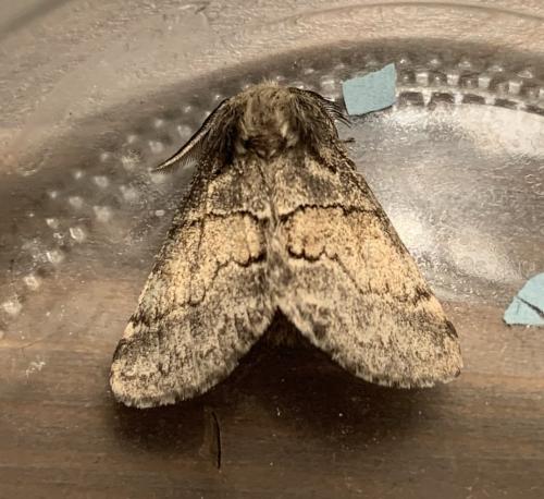Gluphisia crenata