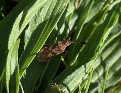 Coriomeris sp.