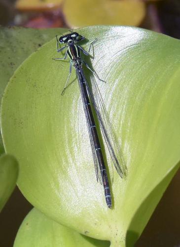 Coenagrion puella