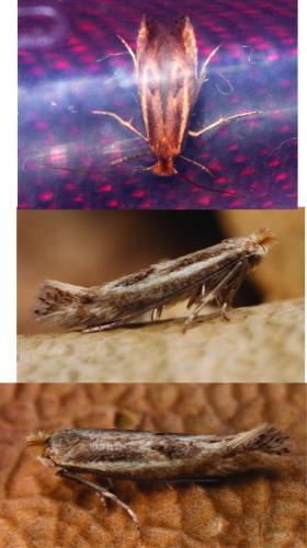 Bucculatrix sp.