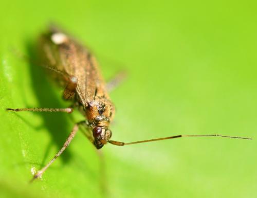 Closterotomus fulvomaculatus