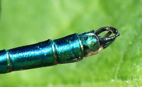 Calopteryx virgo