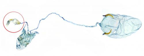 Caloptilia stigmatella
