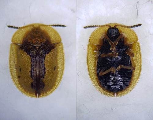 Réf. 257 076 : Cassida vibex