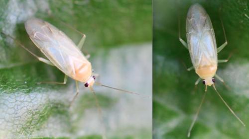 Orthotylus sp.