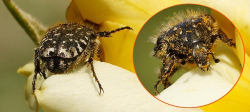 Oxythyrea funesta