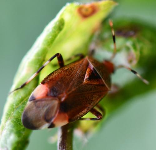 Réf. 257 982 : Deraeocoris olivaceus