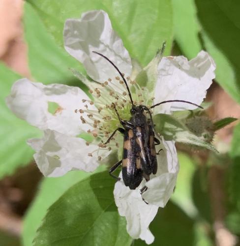Réf. 257 446 : Anoplodera sexguttata