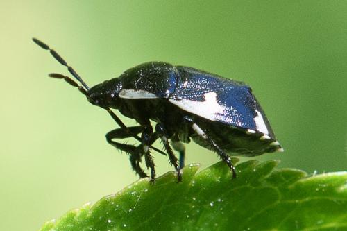Réf. 257 637 : Tritomegas sexmaculatus