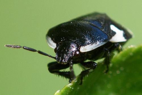 Tritomegas sexmaculatus