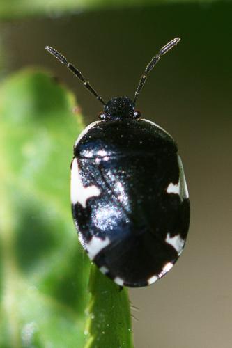 Réf. 257 639 : Tritomegas sexmaculatus