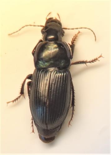 Réf. 257 074 : Harpalus dimidiatus