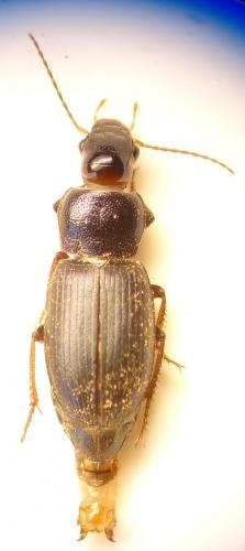 Ophonus sp.