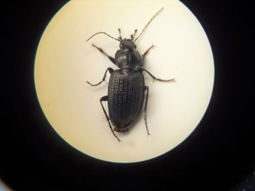 Réf. 257 185 : Licinus punctatulus