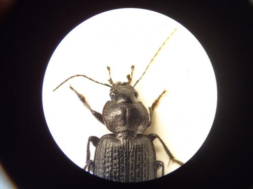 Réf. 257 186 : Licinus punctatulus