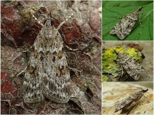 Réf. 257 286 : Scoparia sp.