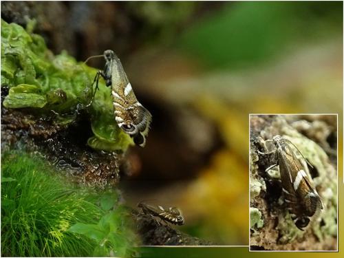 Glyphipterix forsterella