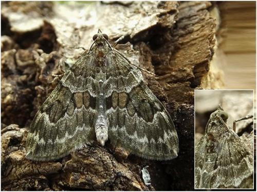 Thera sp.
