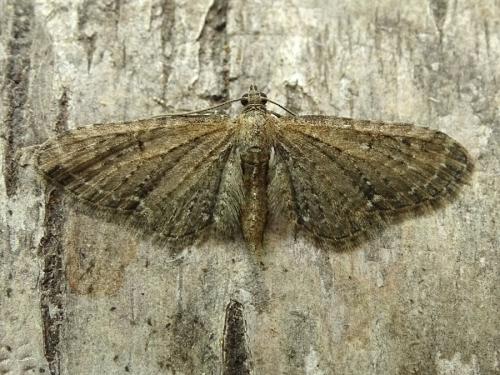 Réf. 257 291 : Eupithecia vulgata