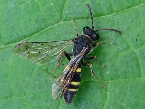 Nysson sp.